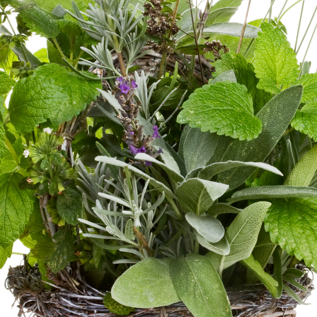 Insect Repellent Container Garden